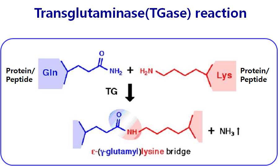 TGase의 효소 반응