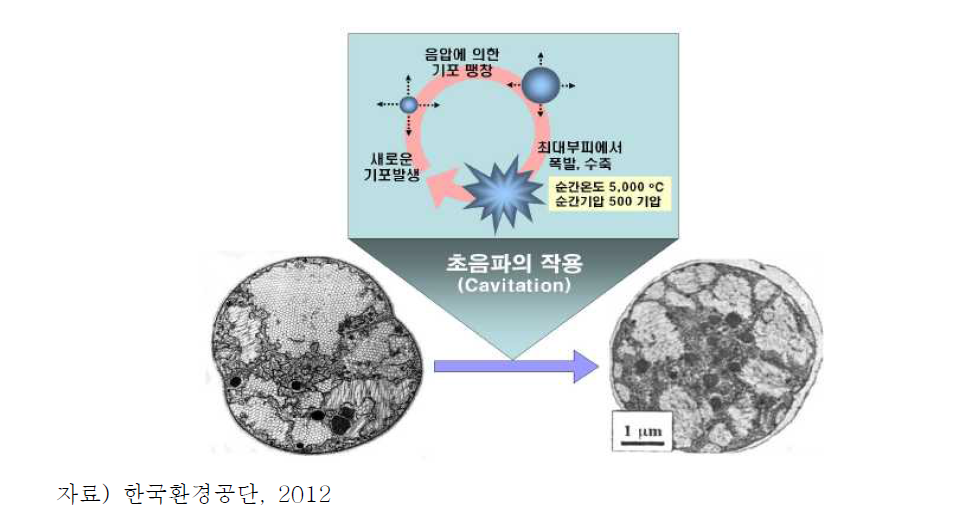 초음파를 이용한 녹조 제어 원리