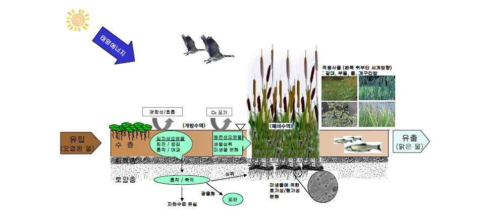 지표흐름 인공습지 정화원리 모식도