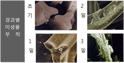 시간경과에 따른 미생물 부착현상