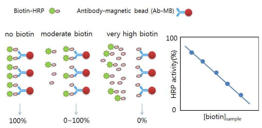 항체가 고정된 자성 입자와 biotin-HRP를 이용한 경쟁적 biotin 검출 방법