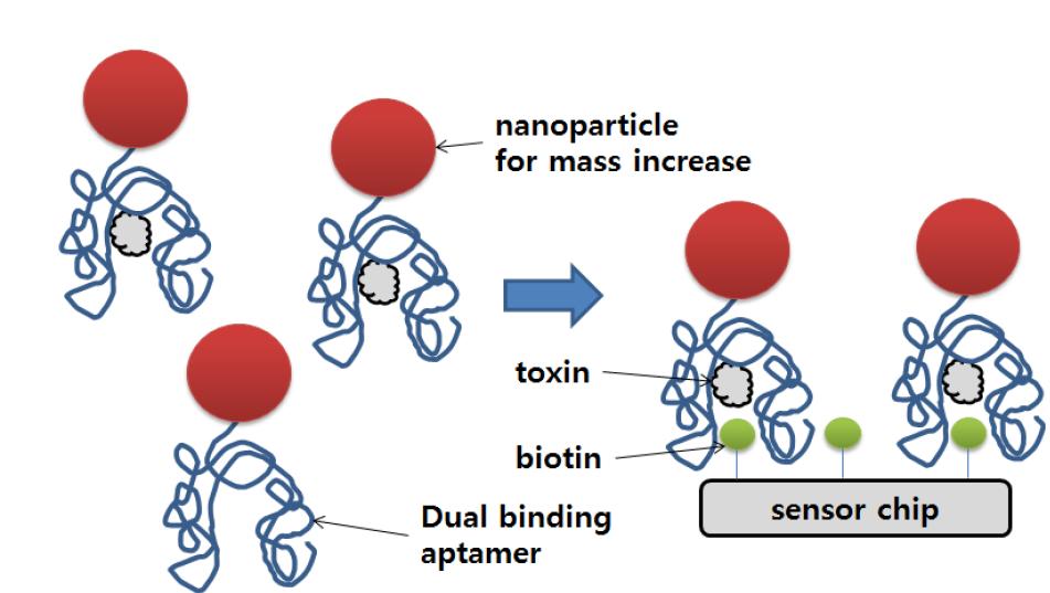 dual binding aptamer와 QCM을 이용하는 방법