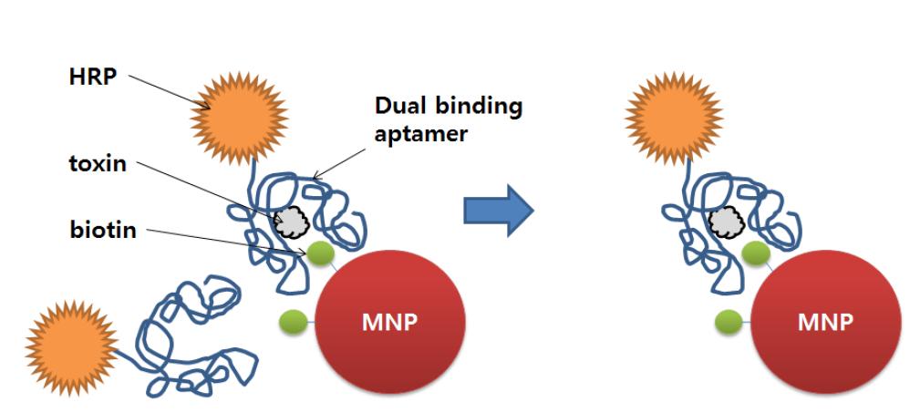 dual binding aptamer와 자성 입자를 이용하는 방법
