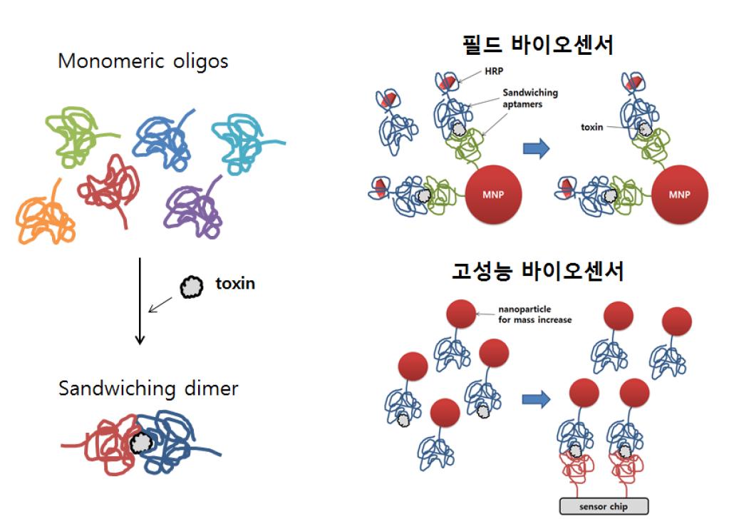 sandwiching aptamer 원리