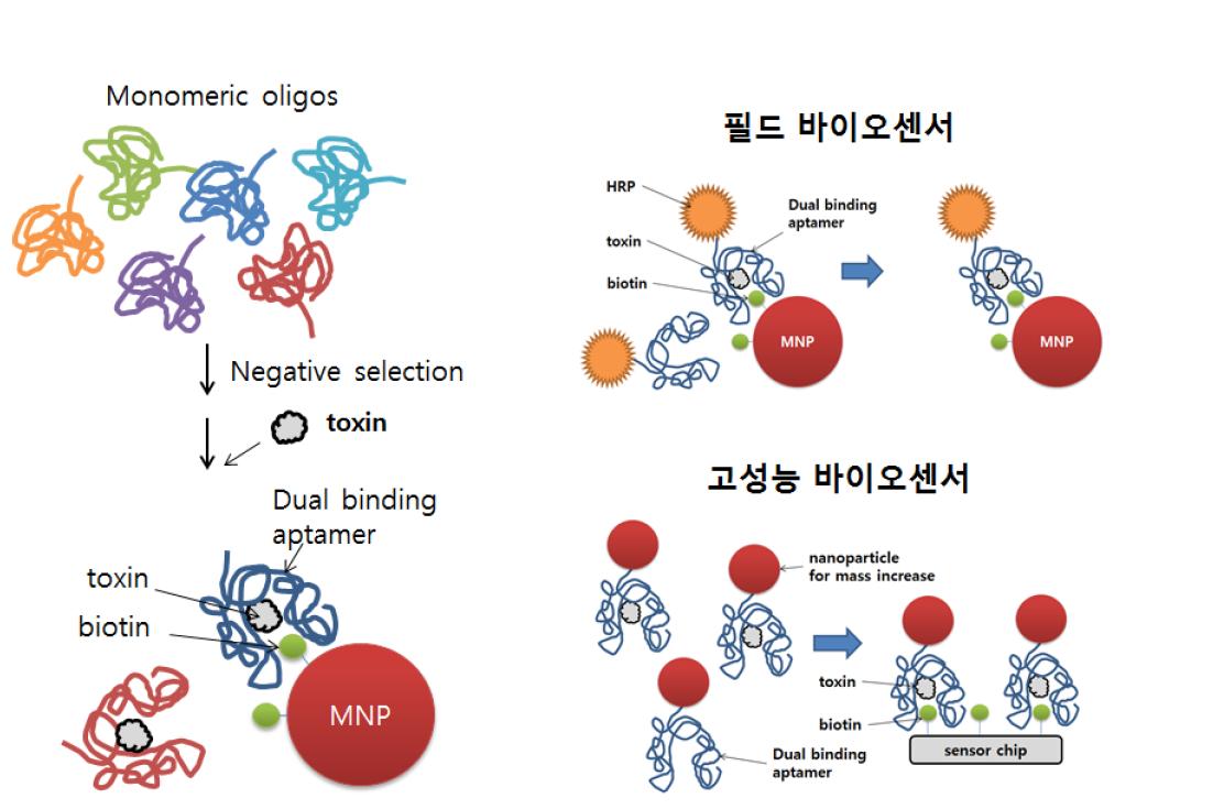 dual binding aptamer 원리