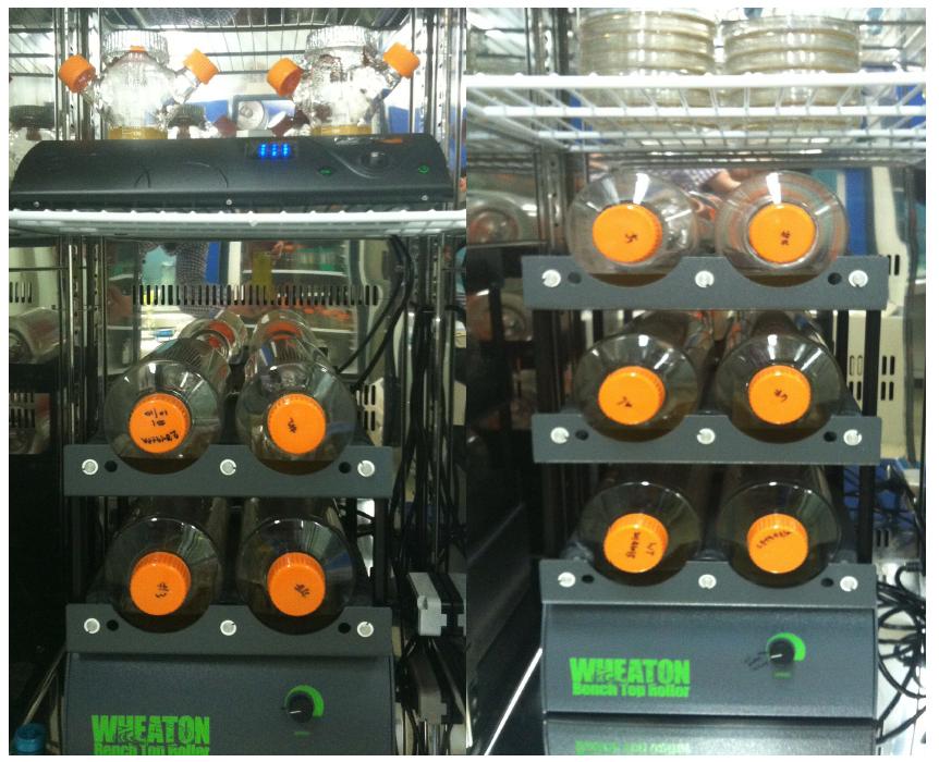 Mass production of baculovirus vaccine against WSSV by using roller bottle system.