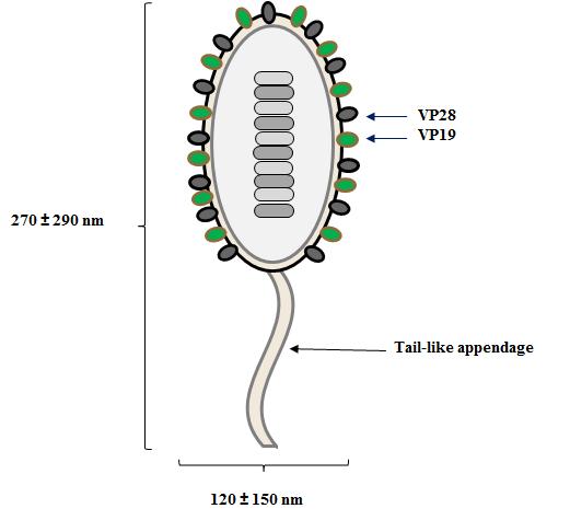 Schematic representation of the morphology of the WSSV viral particle.