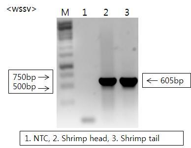 Gel electrophoresis of PCR product for the detection of WSSV.