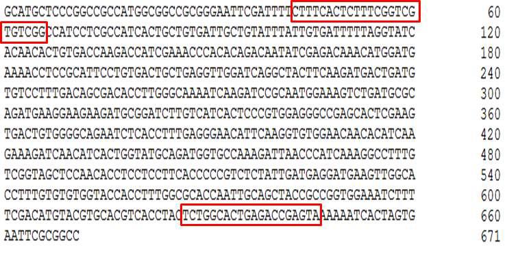 DNA sequence of amplified PCR product of WSSV vp28 gene.