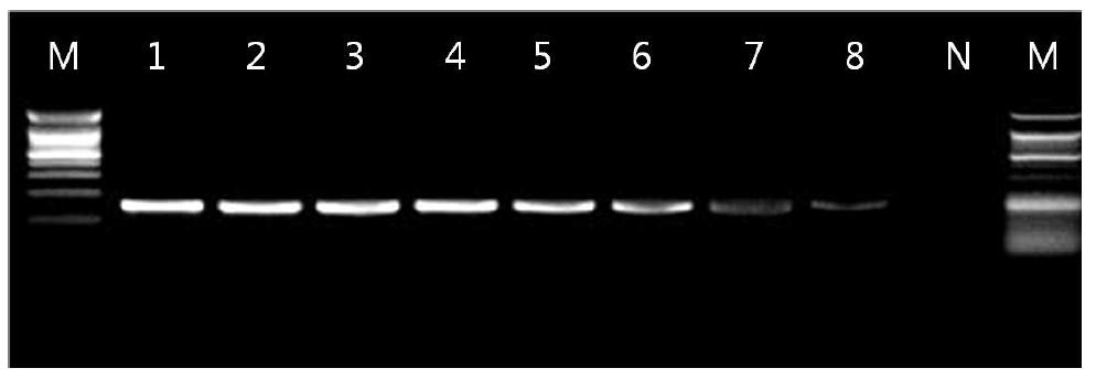 Check the Real-Time PCR band on the 2 % Agarose gel electrophoresis.