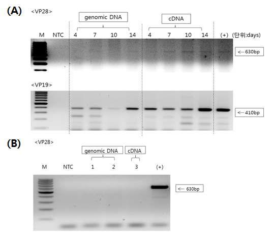 PCR Detection of WSSV vp28 and vp19 genes from Palaemon paucidens feeding to infected shrimp tissue.