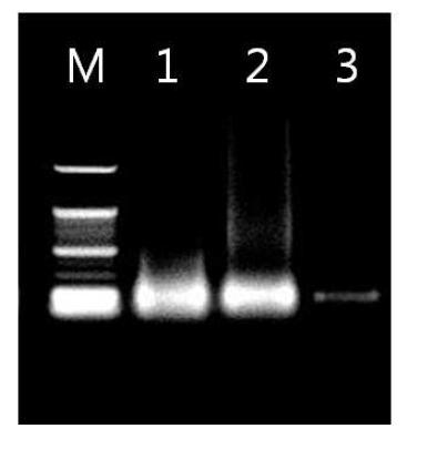 Detection of WSSV from dead M. nipponenses in cannibalism test by PCR