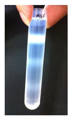 Discontinuous sucrose gradient showing isolation of WSSV particles