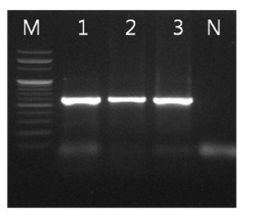 WSSV detected by PCR from sucrose gradient band.