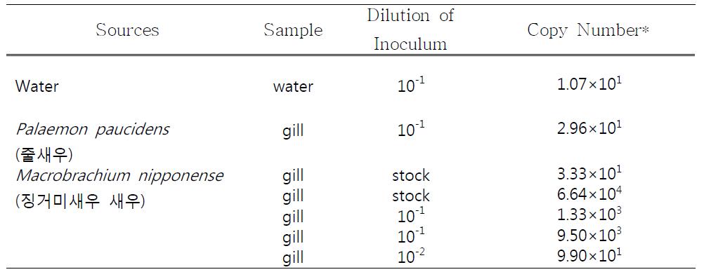 Copy number of WSSV in culture water and dead shrimps