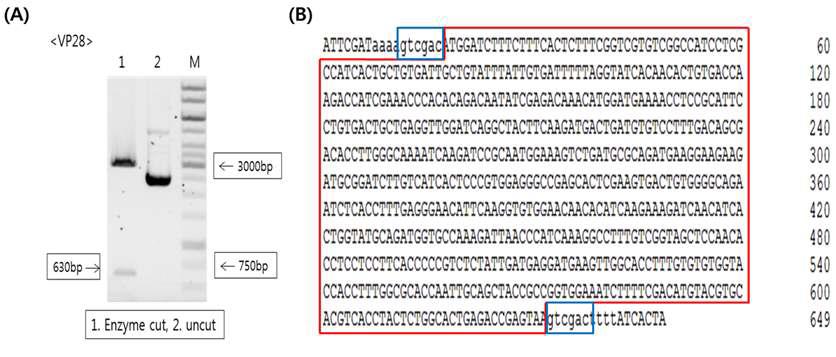 Cloning and sequence analysis of the WSSV vp28 gene.