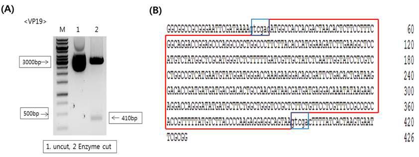 Cloning and sequence analysis of the WSSV vp19 gene.