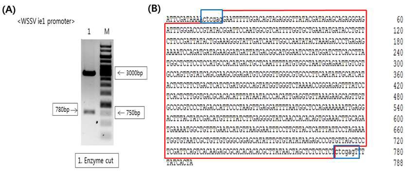 Cloning and sequence analysis of the WSSV ie1 promoter.