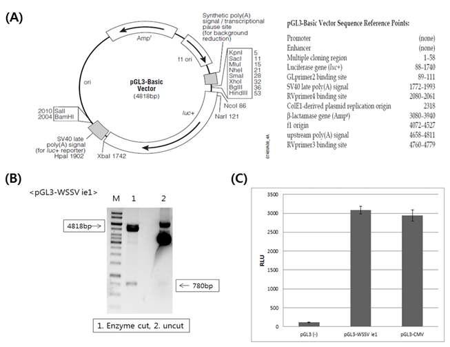 Production of WSSV ie1 promoter using the PGL3 luciferase report vector.