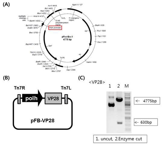 Production of pFastBac1(pFB)-VP28.