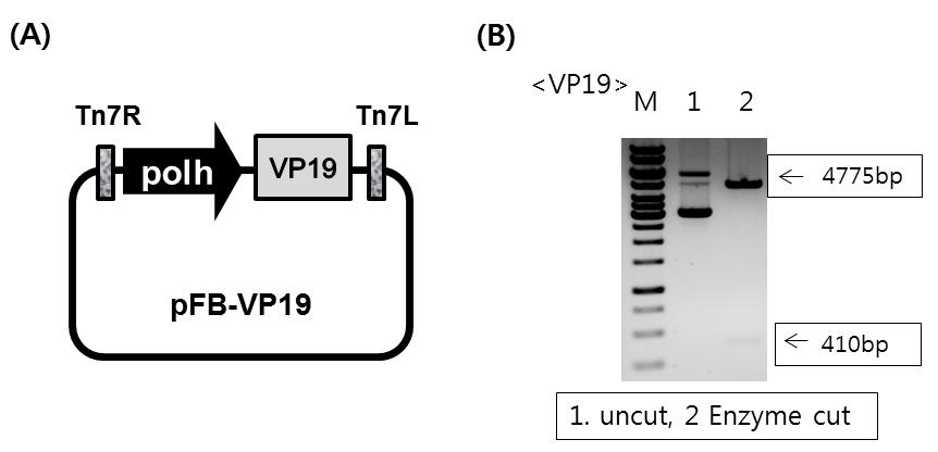 Production of pFastBac1(pFB)-VP19.