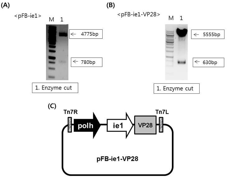 Production of pFastBac1(pFB)-ie1-VP28.