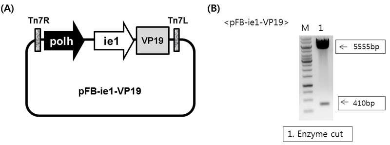 Production of pFastBac1(pFB)-ie1-VP19.