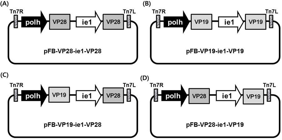 Design of vaccine expression vector.