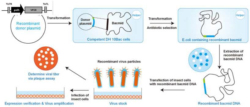 Generation of recombinant Baculovirus using the bac-to-bac Baculovirus expression system.