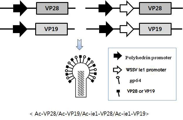 Production of recombinant Baculovirus are Ac-VP28, Ac-VP19, Ac-ie1-VP28 and Ac-ie1-VP19.