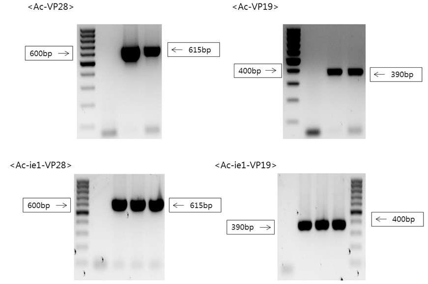 Agarose gel electrophoresis PCR results for viral DNA of recombinant Baculovirus