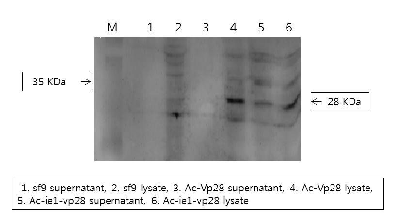 Expression of Ac-VP28 and Ac-ie1-VP28 in insect cell. Western blot analysis of VP28 expression.