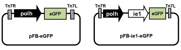 Schematic diagram of plasmid pFB-eGFP and pFB-ie1-eGFP