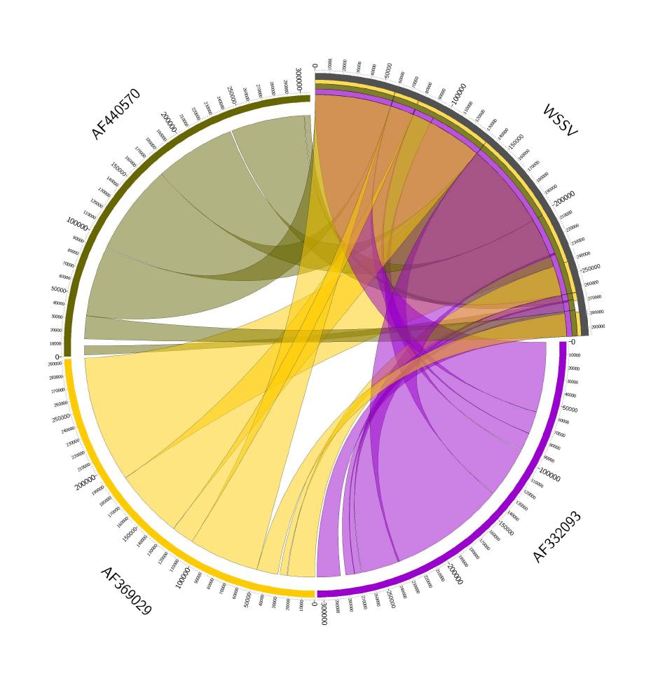 Circos data showing sequence homology among 3 different WSSV strains including WSSV-KR. WSSV