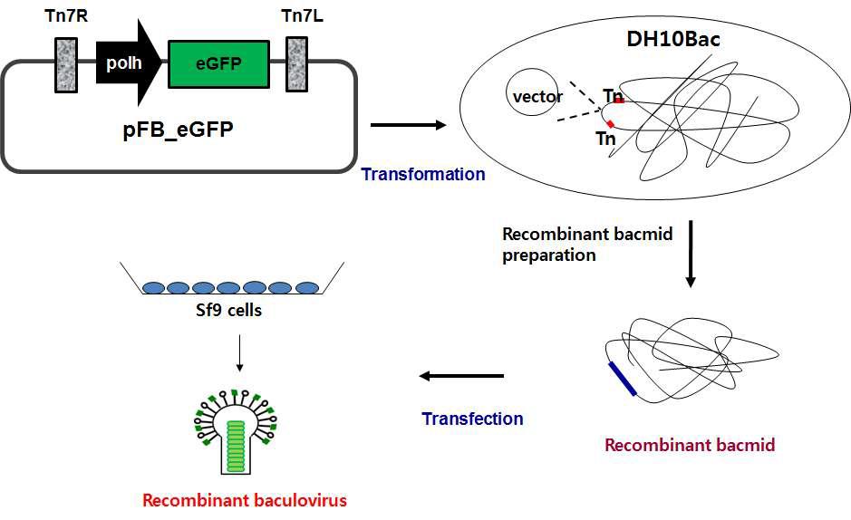 Generation of recombinant Baculovirus using the bac-to-bac Baculovirus expression system.