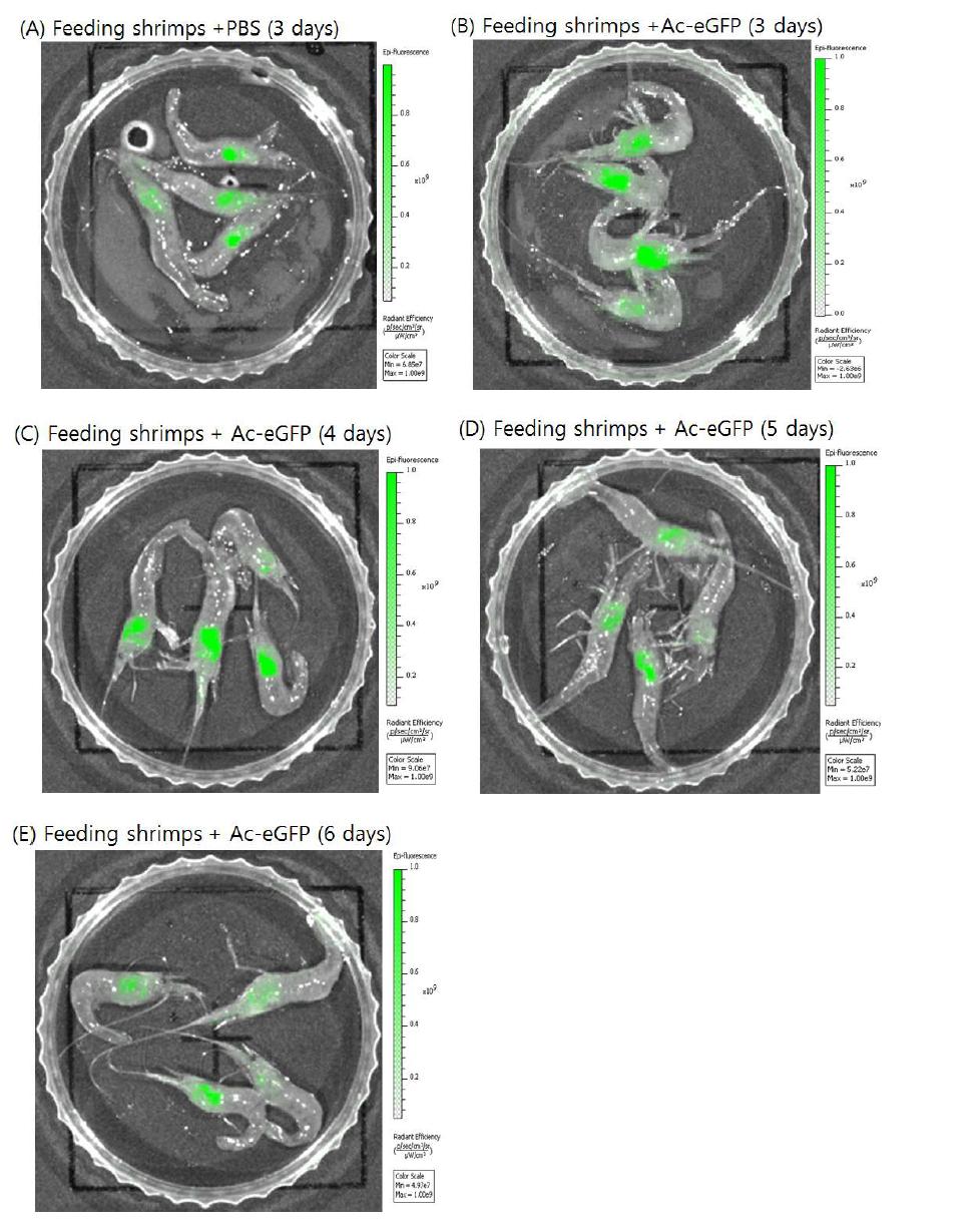 Analysis of eGFP expression after 3 to 6 days feeding shrimps.
