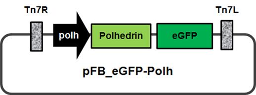 Schematic diagram of plasmid pFB-eGFP-Polh and pFB-ie1-eGFP