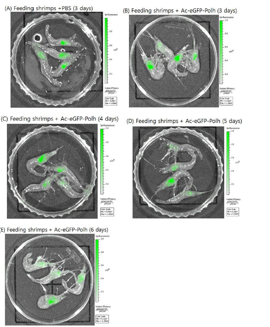 Analysis of eGFP and polyhedirn expression after 3 to 6 days feeding shrimps.