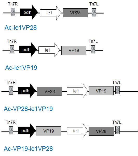 Production of recombinant Baculovirus are Ac-ie1VP28, Ac-ie1VP19, Ac-VP28-ie1VP19 and Ac-VP19-ie1VP28.