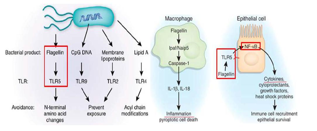 Signaling pathways to respond of salmonella typimurium flagellin 2 gene (STF2) through Toll-like recepter 5 (TLR5).