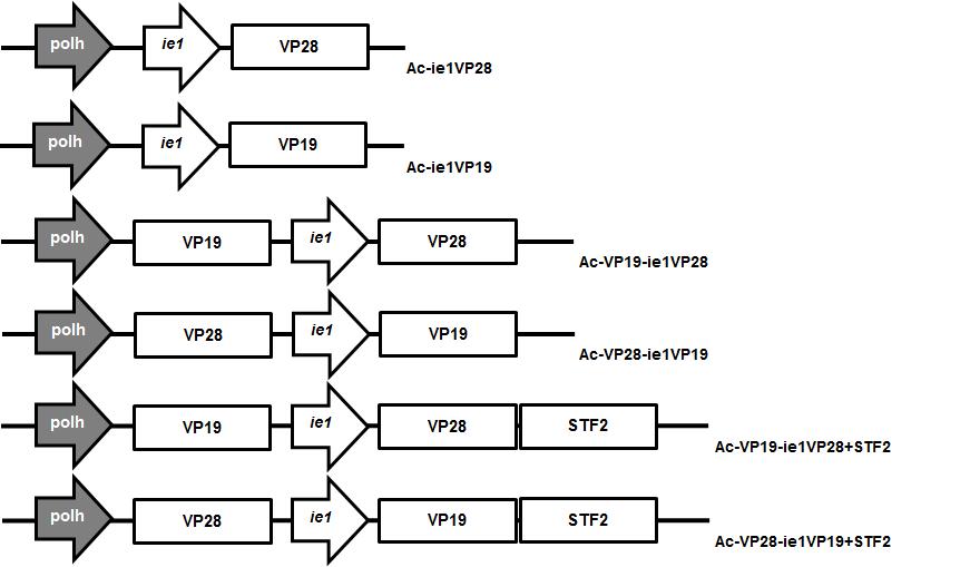 Scheme of construction of recombinant baculoviruses.