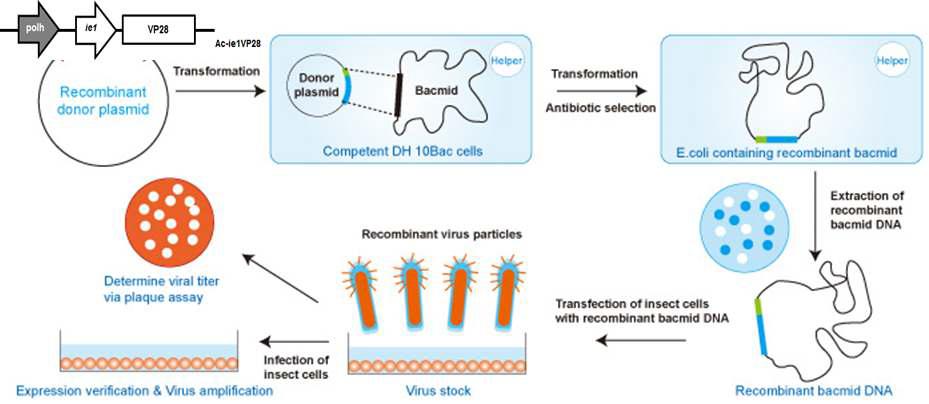 Generation of recombinant Baculovirus using the bac-to-bac Baculovirus expression system.