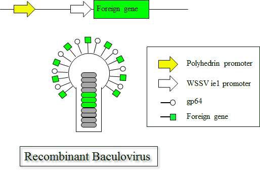 Production of recombinant Baculovirus are Ac-ie1VP28, Ac-ie1VP19, Ac-VP19-ie1VP28, Ac-VP28-ie1VP19, Ac-VP19-ie1VP28+STF2 and Ac-VP28-ie1VP19+ STF2.