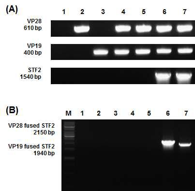 Chracterization of recombinant baculovirus based multivalent WSSV vaccines.