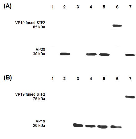 Expression of VP28 and VP19.