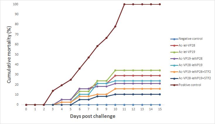 WSSV challenge test with multivalent WSSV vaccines orally administrated shrimps.