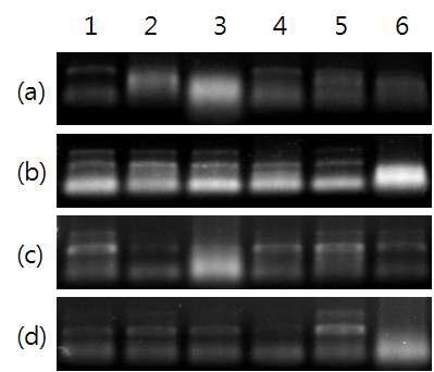 PCR detection of vaccine DNA from different body part of Litopenaeus vannamei after vaccination with the Ac-VP28-iel-VP19 + falgellin vaccine.