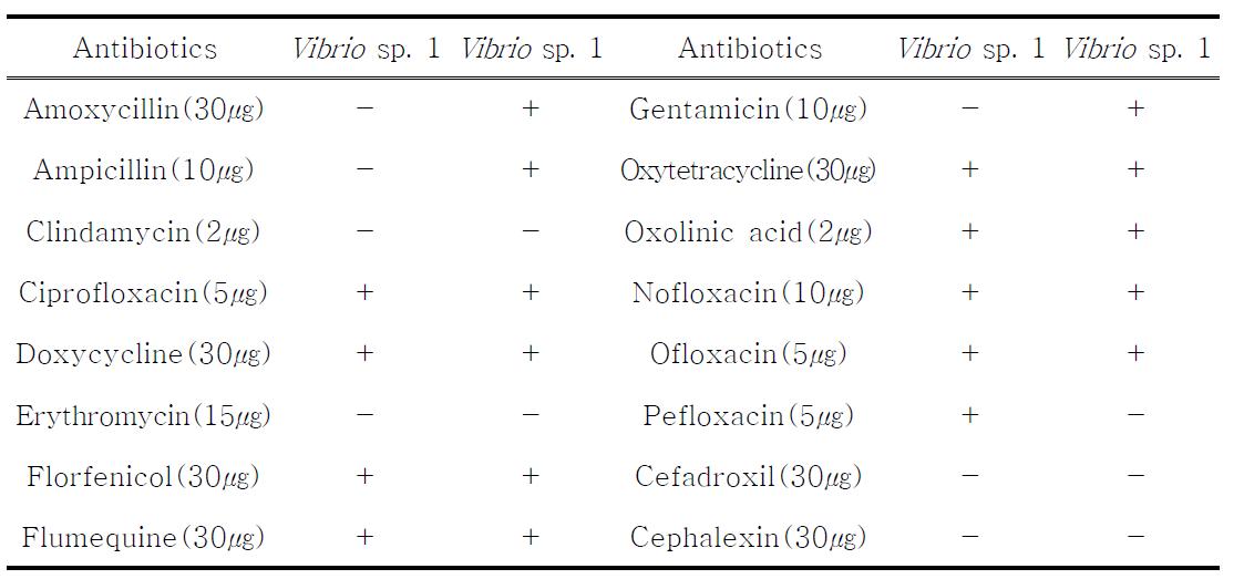 참다랑어에서 분리된 Vibrio spp.에 대한 항생제 감수성 시험결과