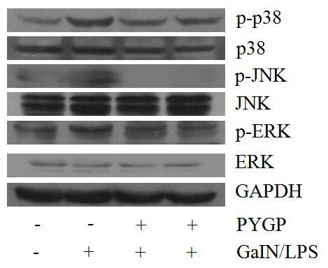 Effect of PYGP on the Bcl-2 family protein expression and caspase activity in rat liver.
