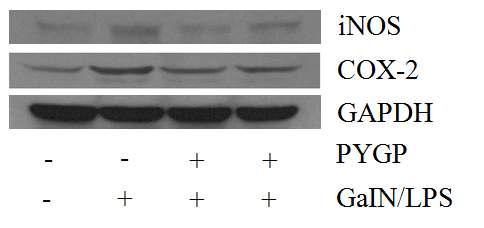 Effect of PYGP on the iNOS, COX-2 protein expression in rat liver.